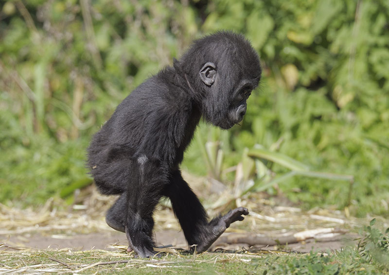 Lowland gorilla, Kukena, at top speed