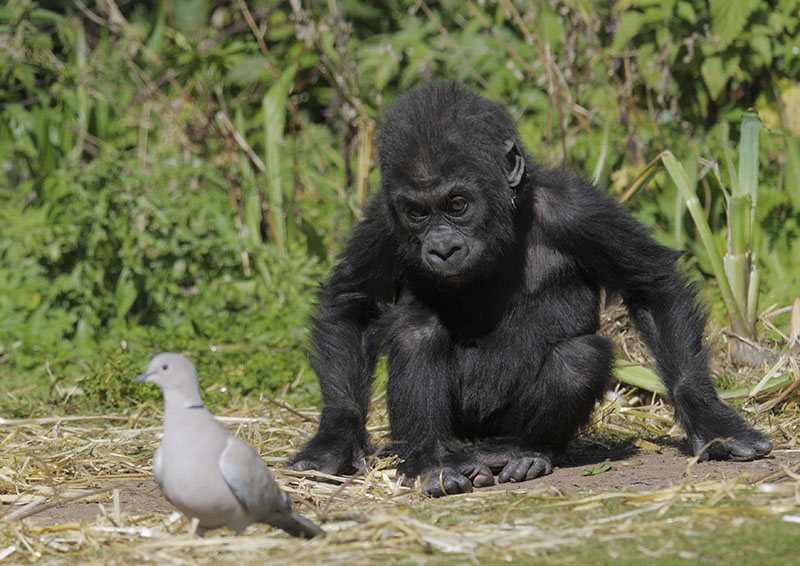 Lowland gorilla, Kukena, checking out a dove