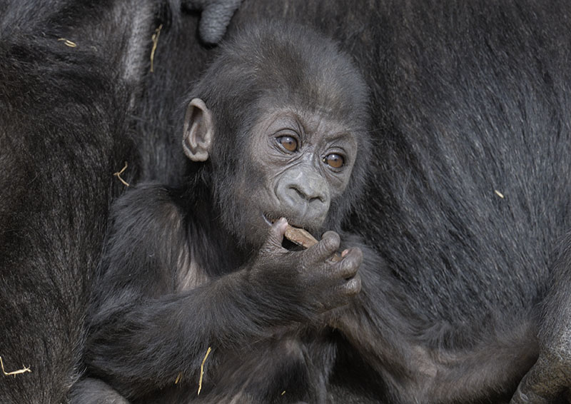 Lowland gorilla, Kukena