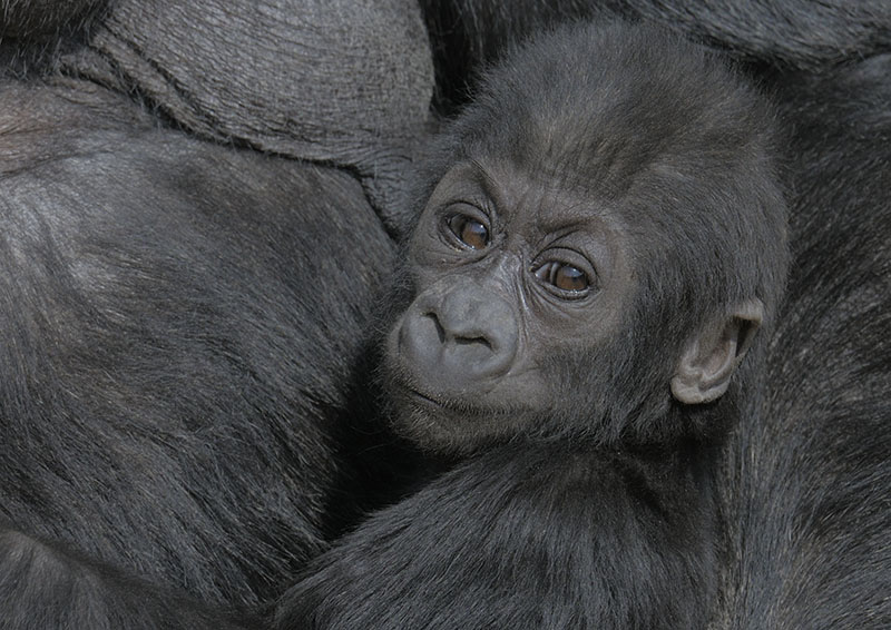 Lowland gorilla, Kukena