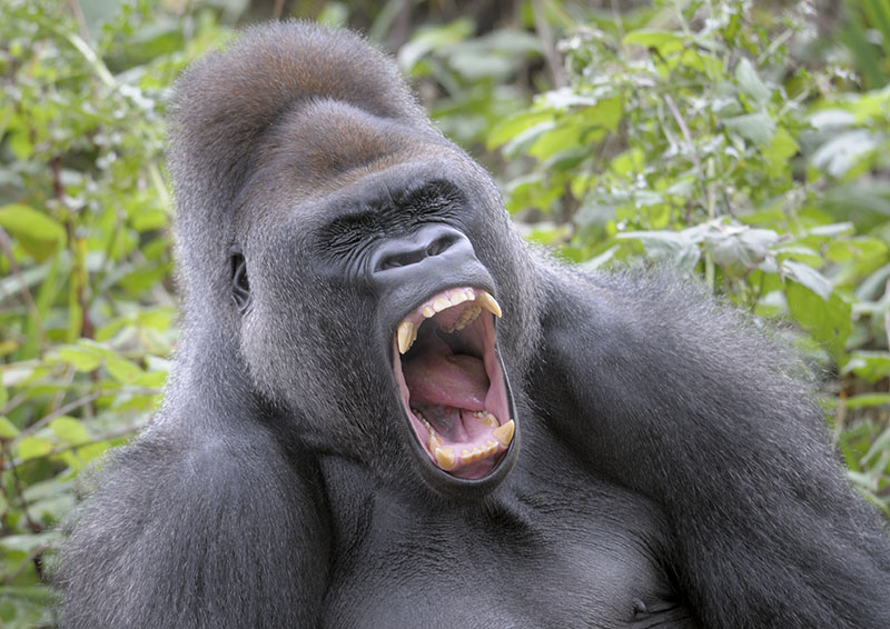 Lowland gorilla, Kumbuka, yawning