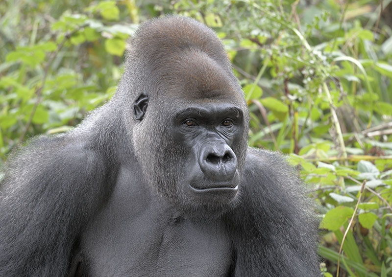 Lowland gorilla, Kumbuka