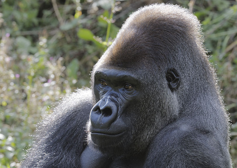Lowland gorilla Kumbuka