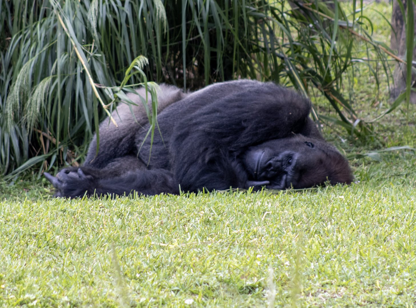 Lowland Gorilla (look carefully and you'll see he is sending the casual zoo photography enthusiast a message)