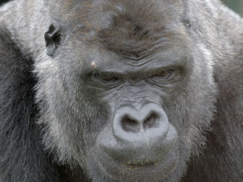 Lowland gorilla male Oumbi