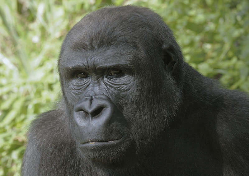 Lowland gorilla Matadi