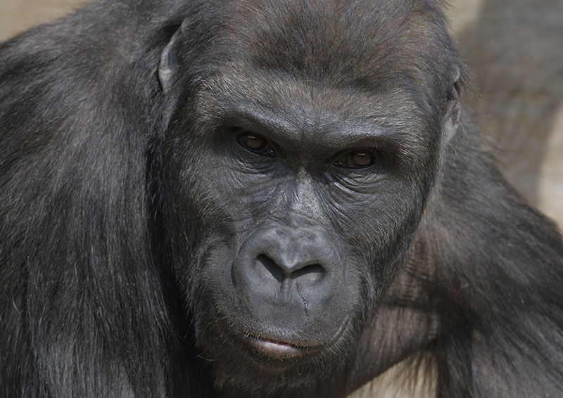 Lowland gorilla, Namoki