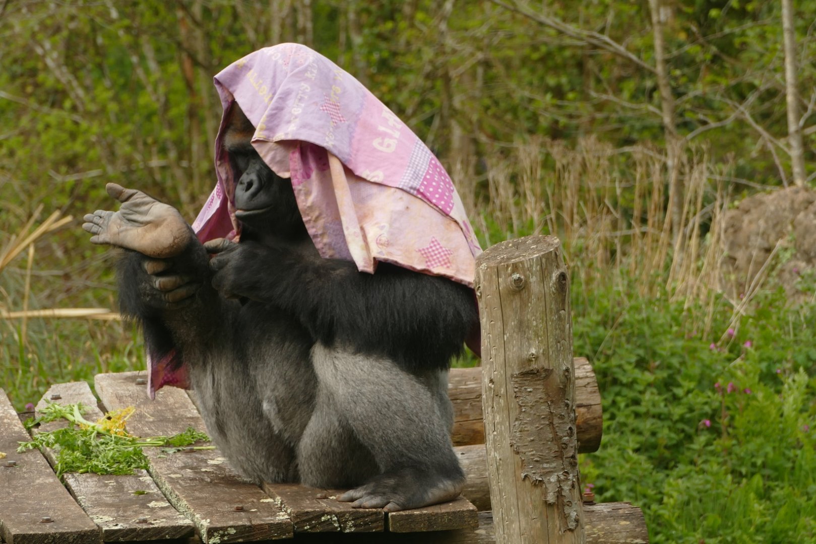 Lowland gorilla, N'Dowe, May 2021