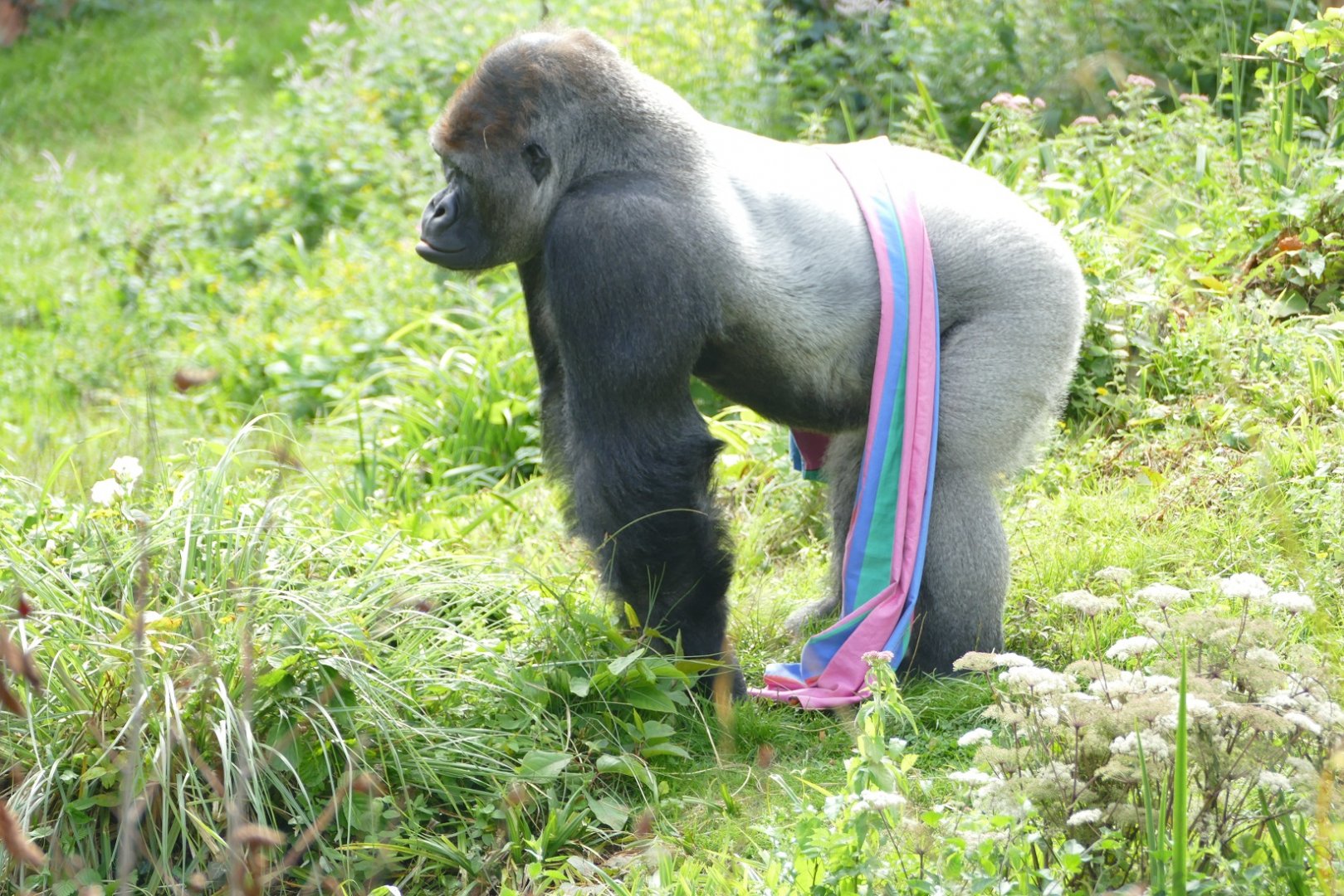 Lowland gorilla, N'Dowe. September 2019