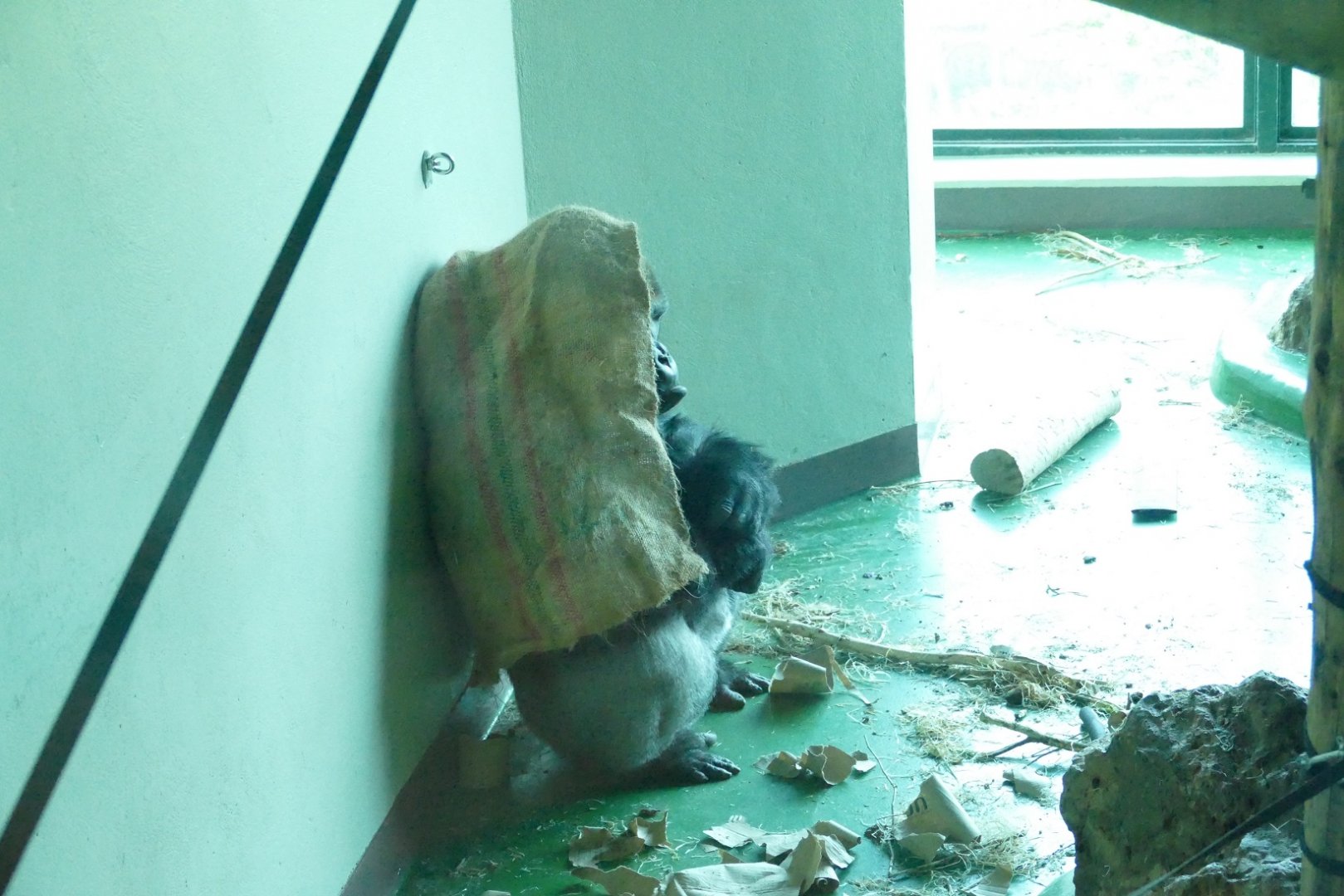 Lowland gorilla, October 2020