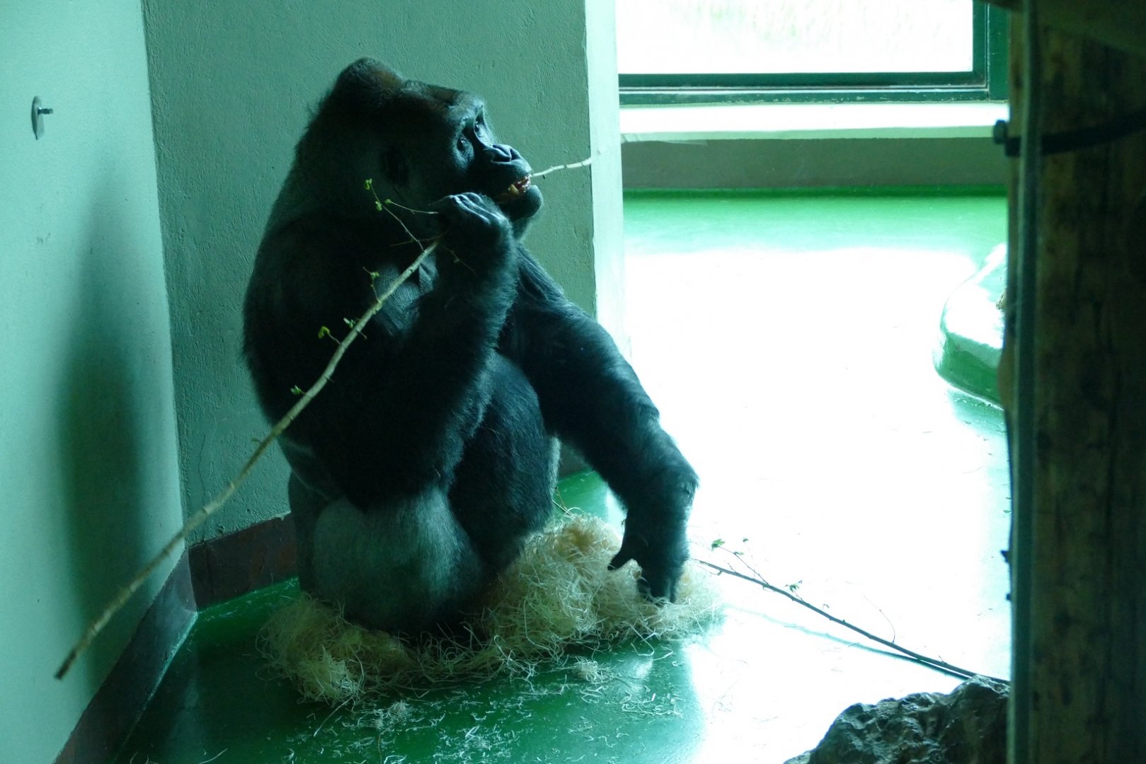 Lowland Gorilla, Pertinax, April 2022