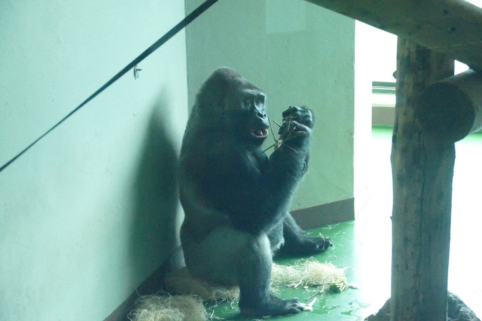 Lowland Gorilla, Pertinax, January 2022
