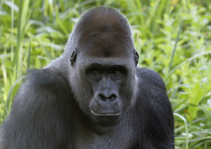 Lowland gorilla Pertinax
