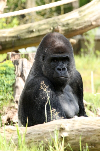 Lowland Gorilla - Pesco (2014)