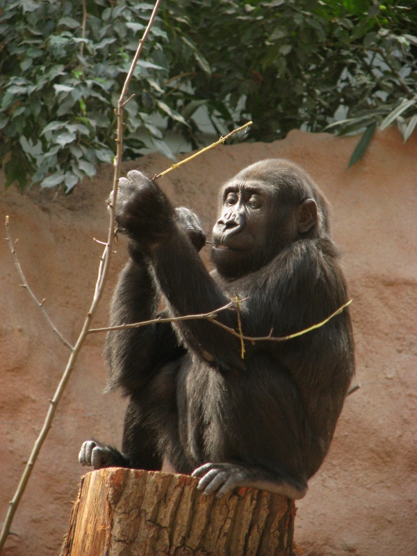 Lowland gorilla @ Prague zoo