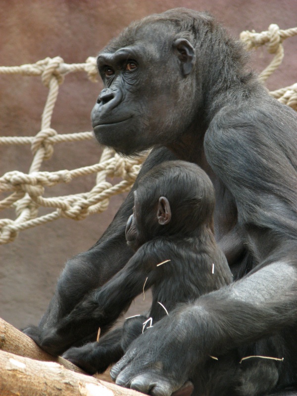 Lowland gorilla @ Prague zoo