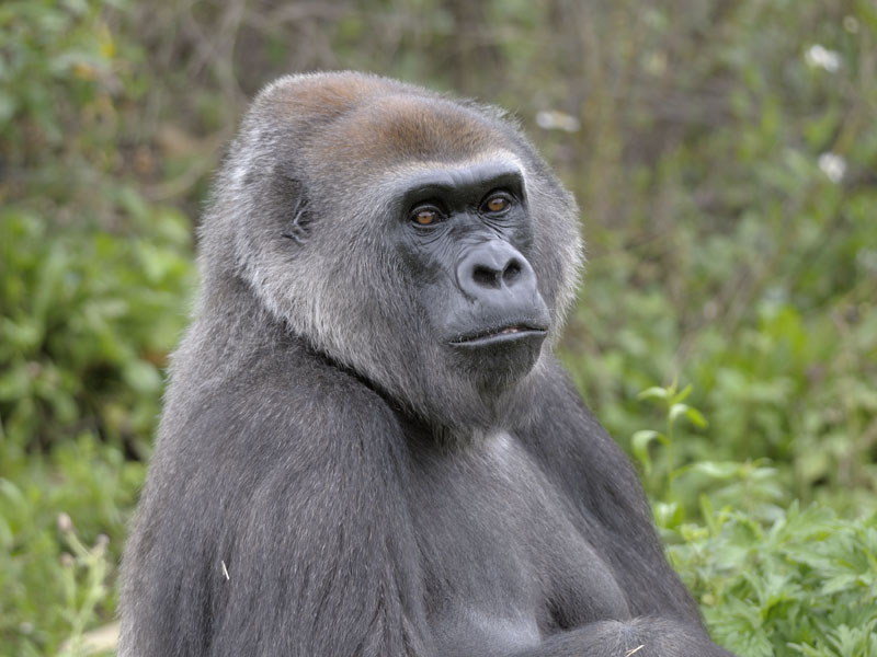 Lowland gorilla, Romina