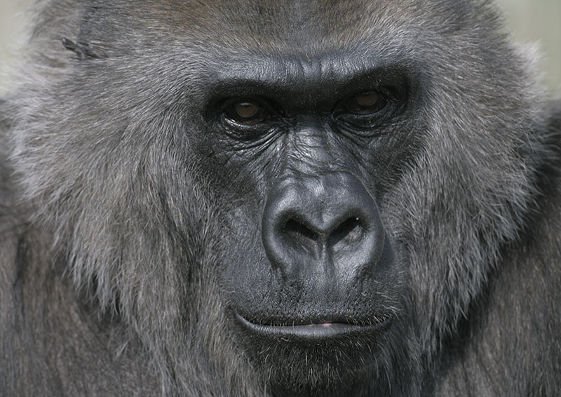 Lowland gorilla, Romina