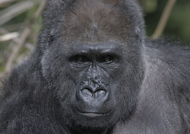 Lowland gorilla, Salome