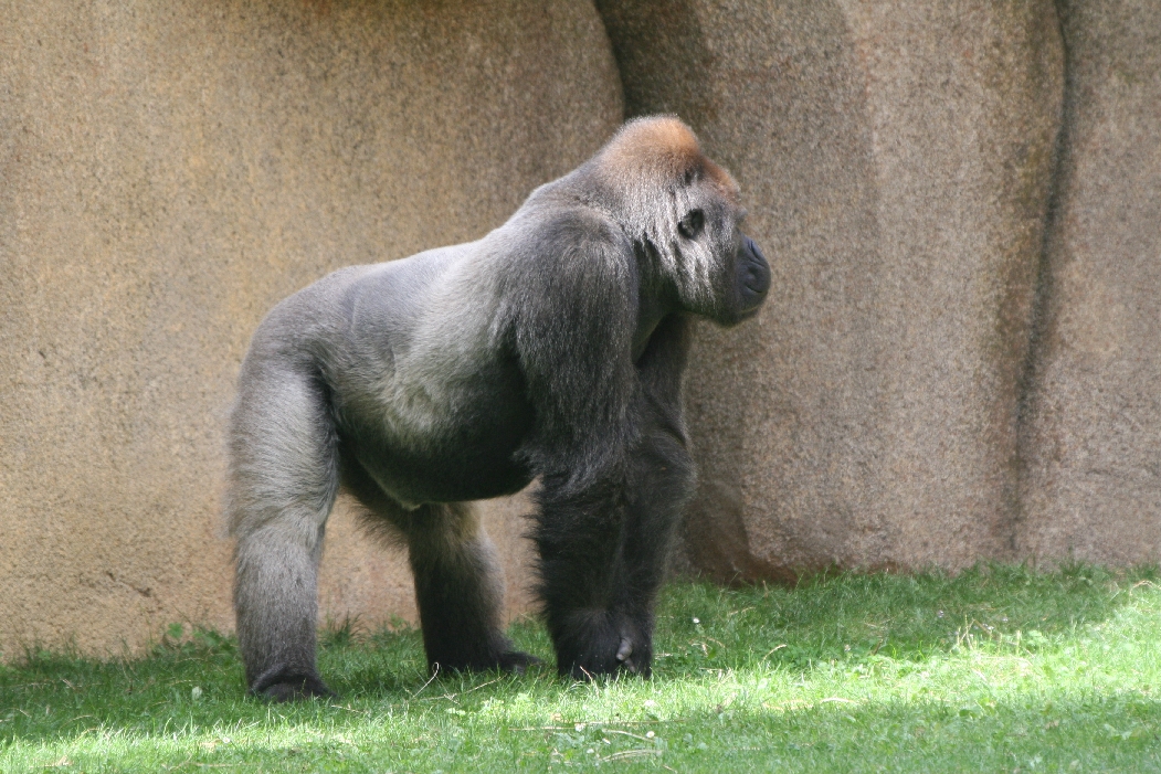 Lowland Gorilla Silverback #1