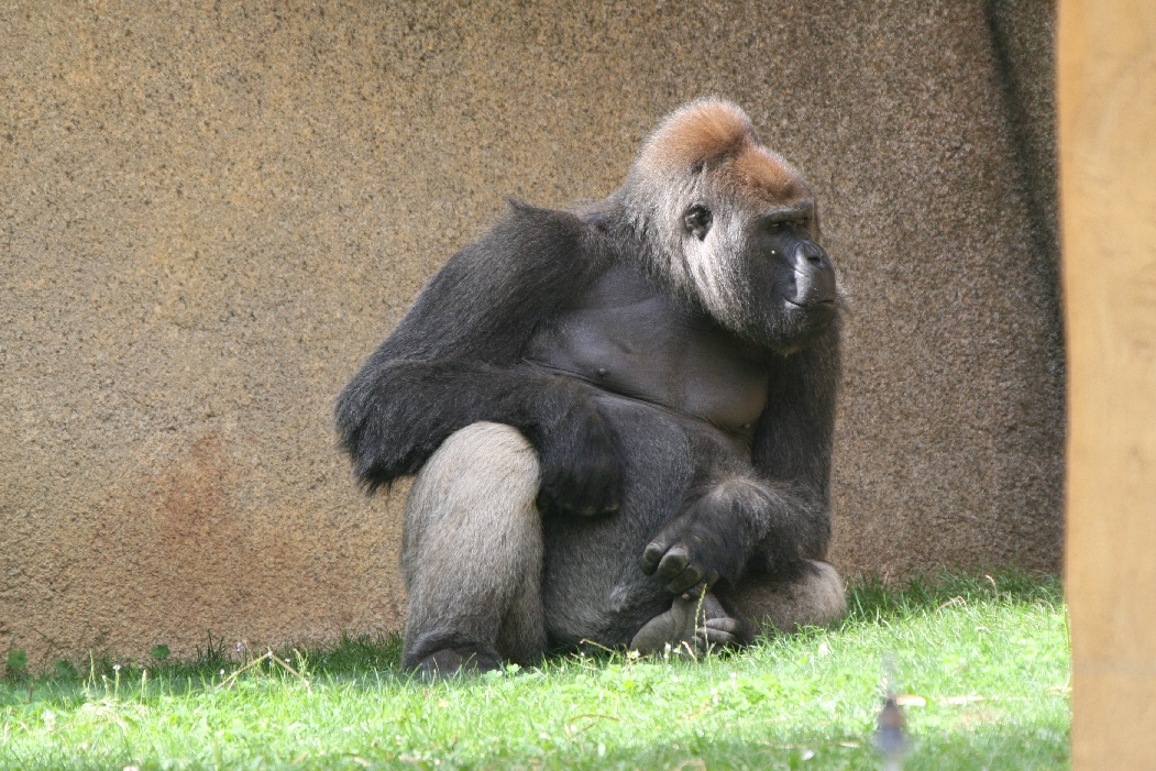 Lowland Gorilla Silverback #2