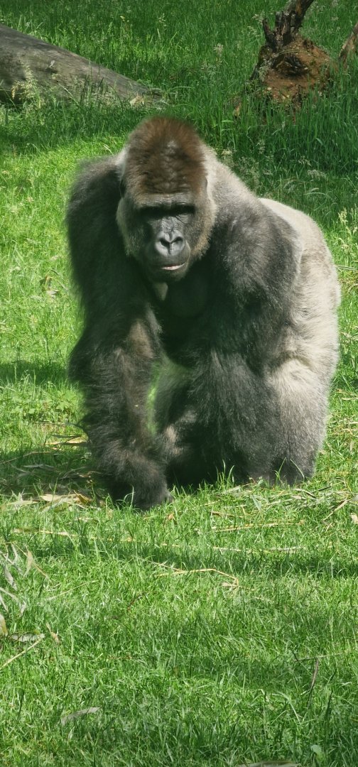 Lowland gorilla silverback