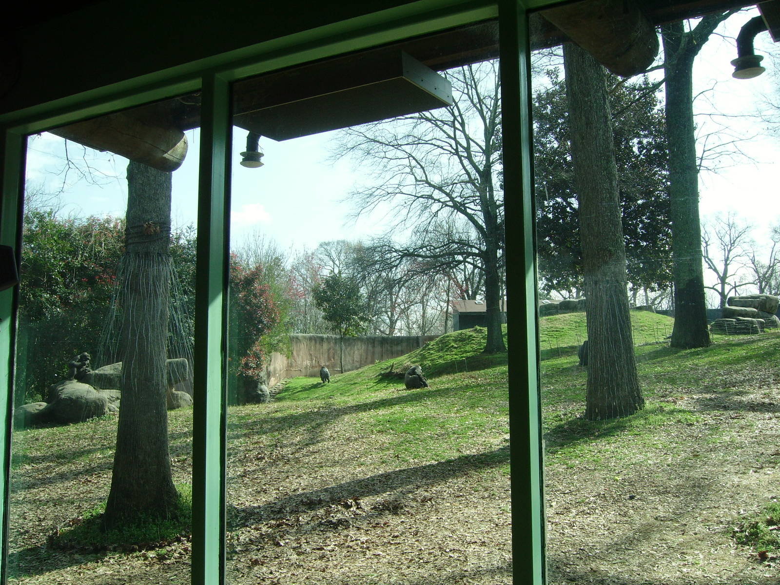 Lowland Gorilla Yard