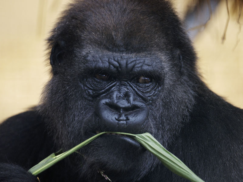 Lowland gorilla