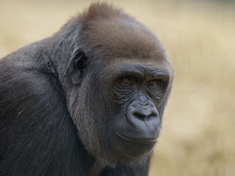 Lowland gorilla