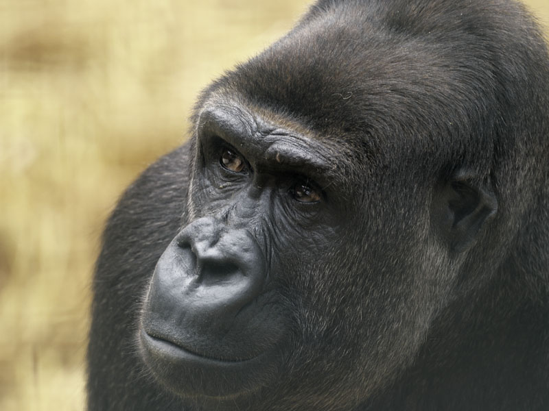 Lowland gorilla