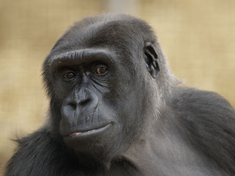 Lowland gorilla
