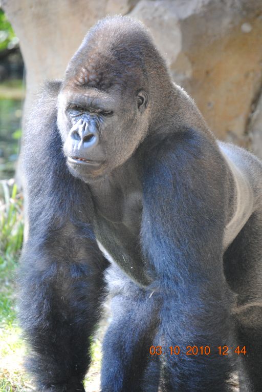 Lowland Gorilla