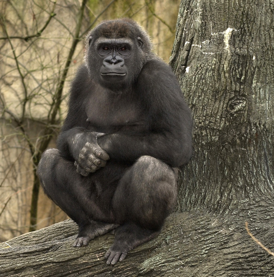 Lowland Gorilla