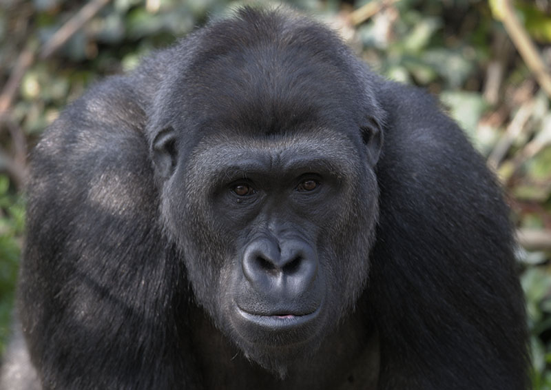 Lowland gorilla