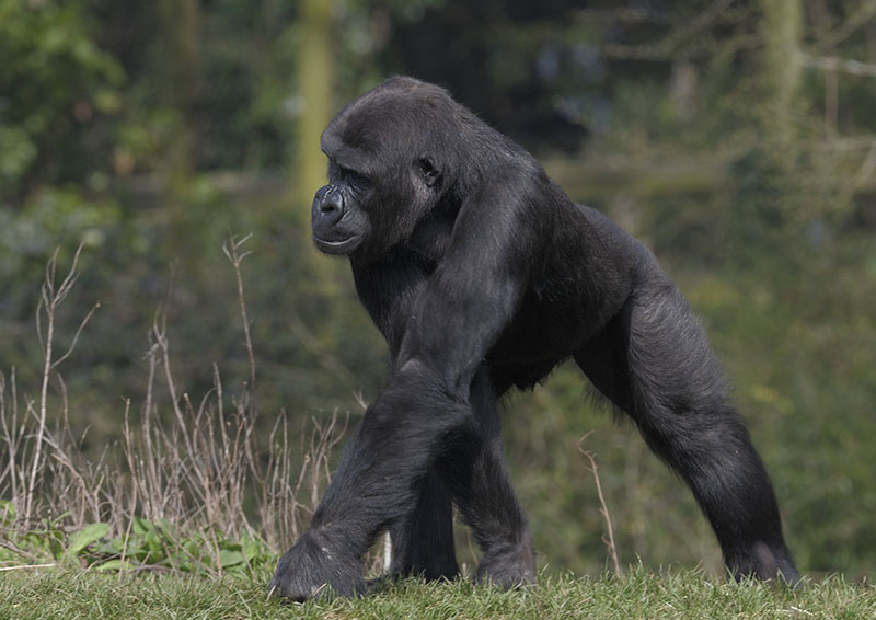 Lowland gorilla