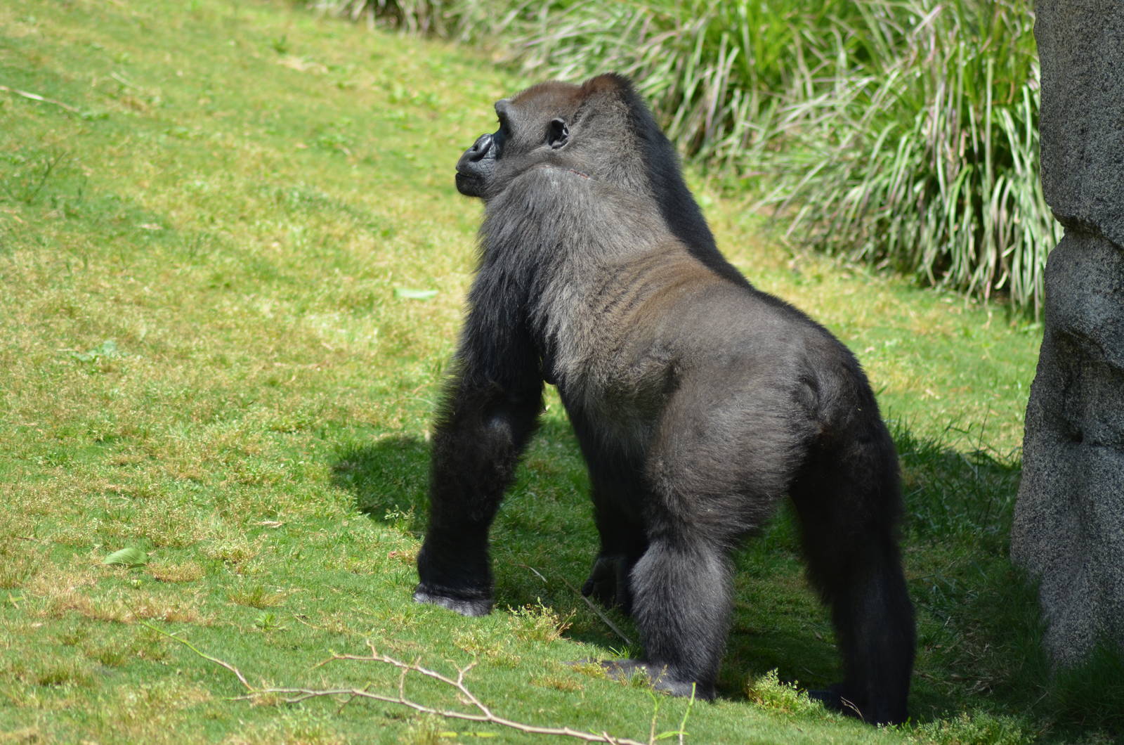 Lowland Gorilla