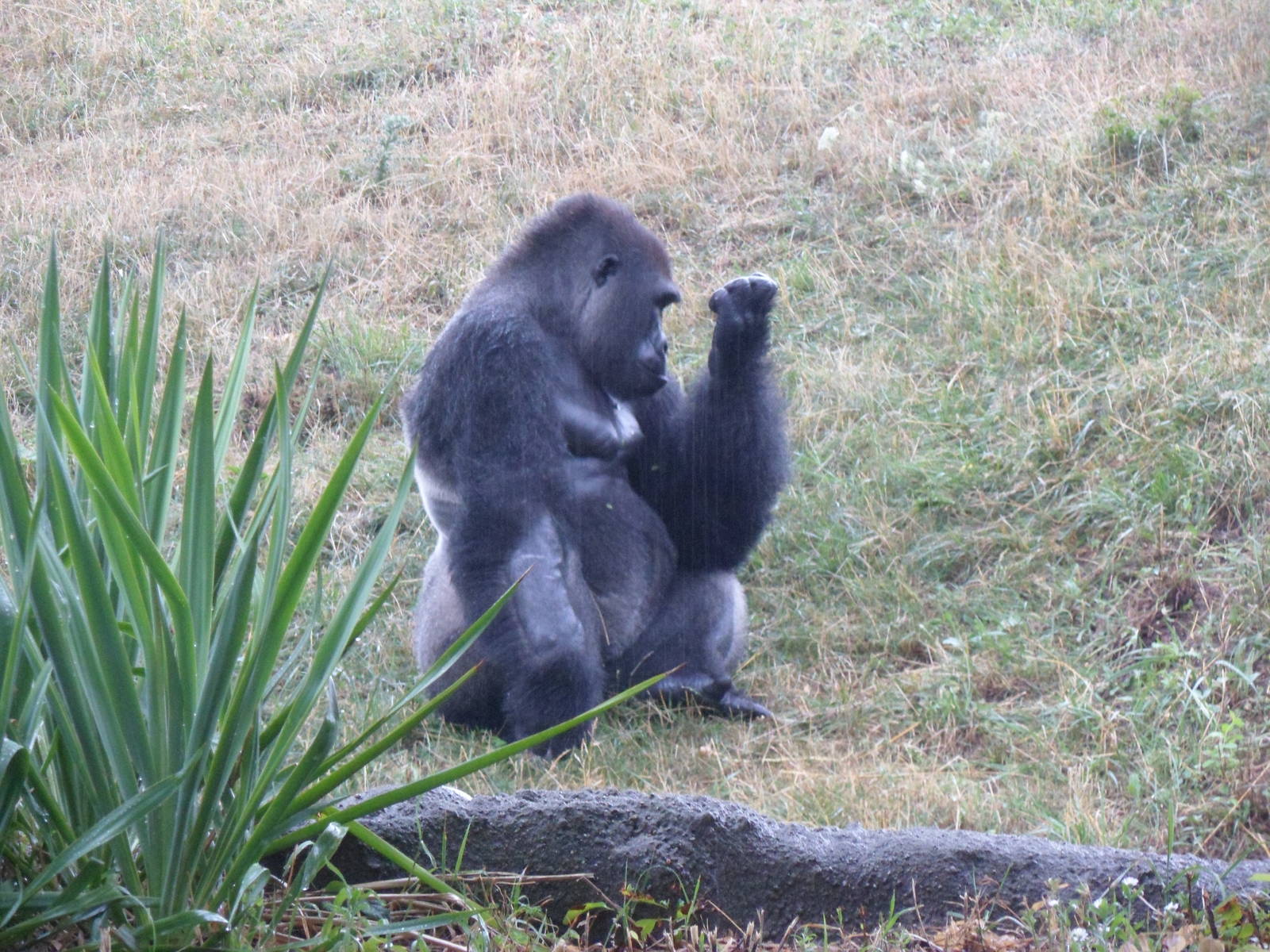 Lowland Gorilla