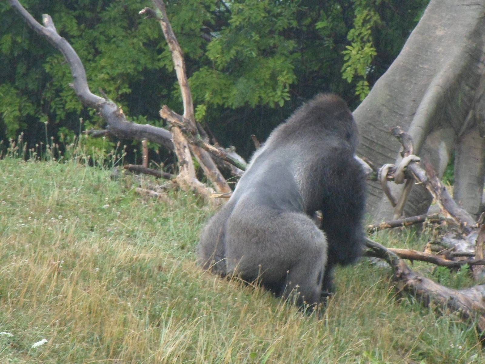 Lowland Gorilla