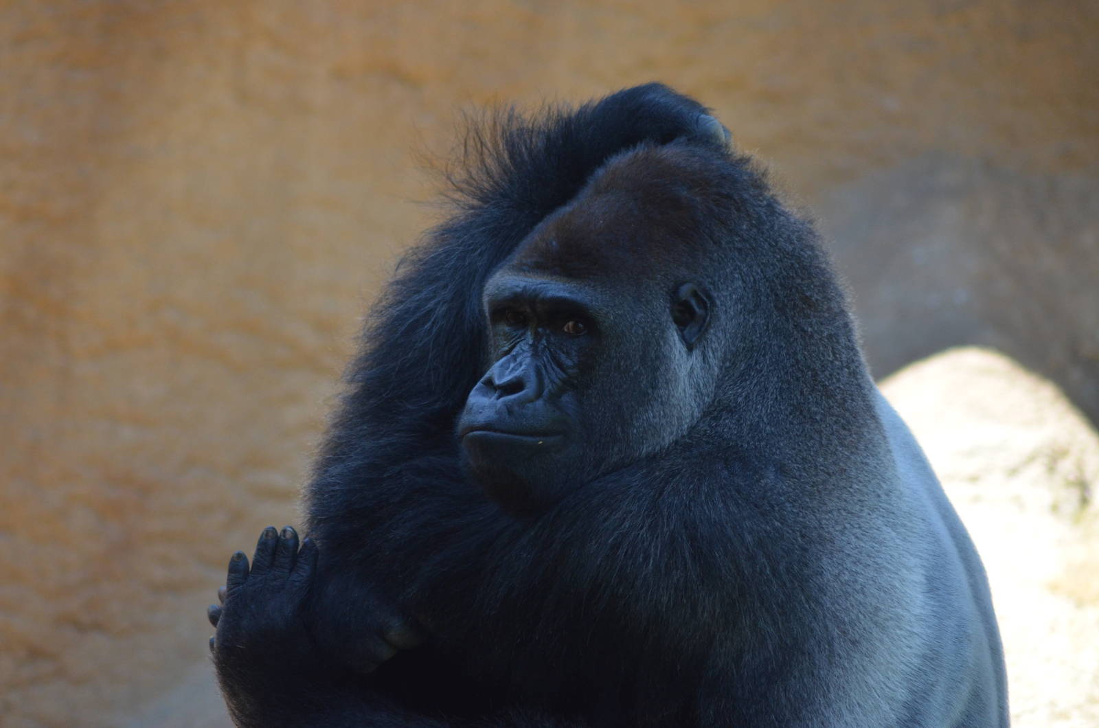 Lowland Gorilla