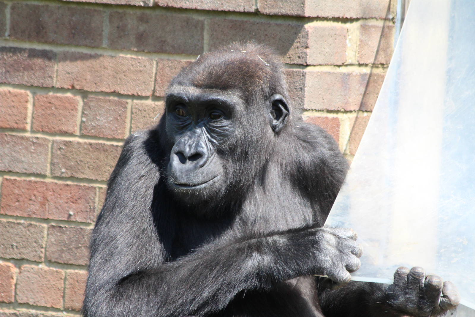 Lowland Gorilla