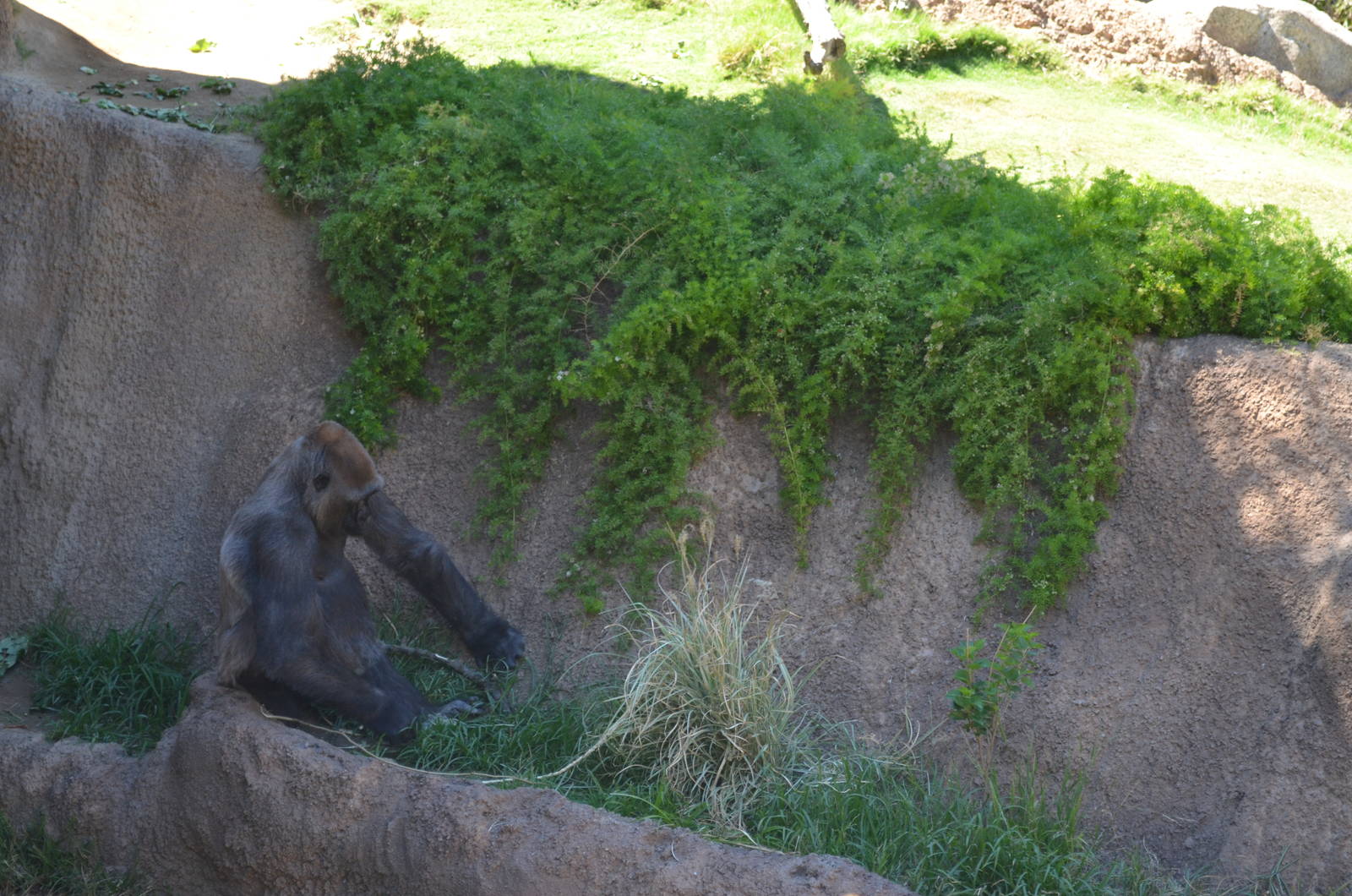 Lowland Gorilla