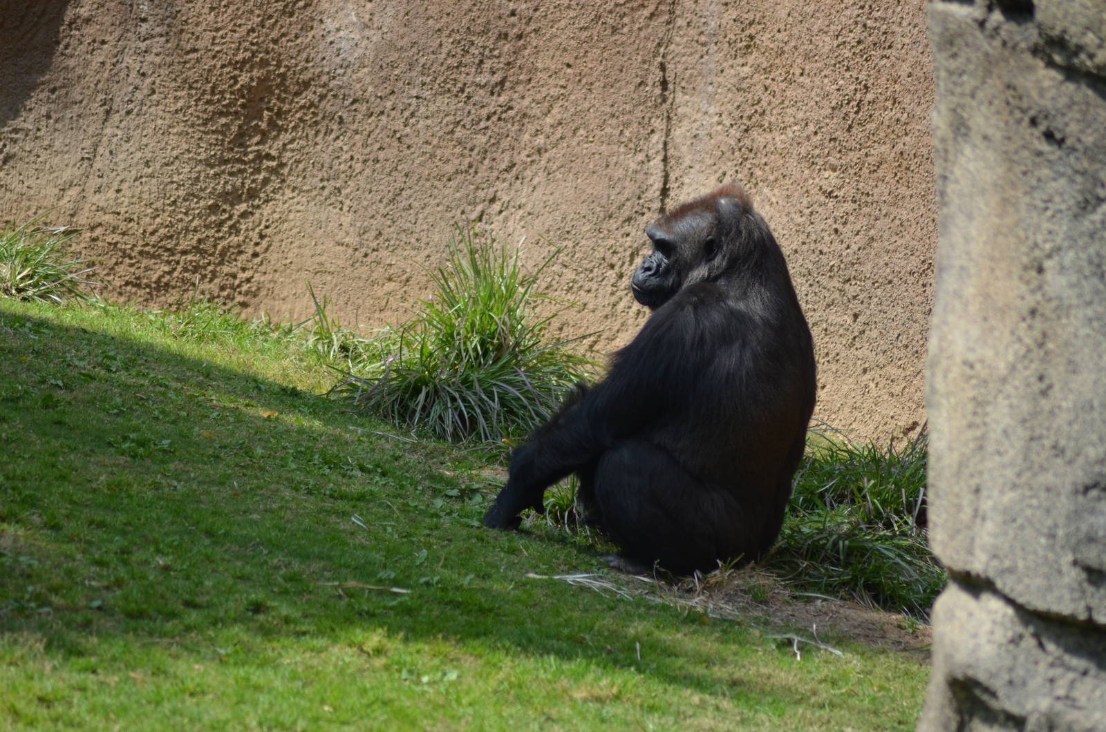 Lowland Gorilla