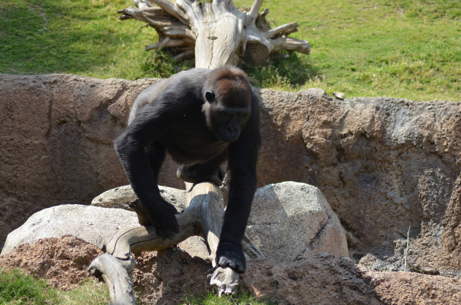 Lowland Gorilla