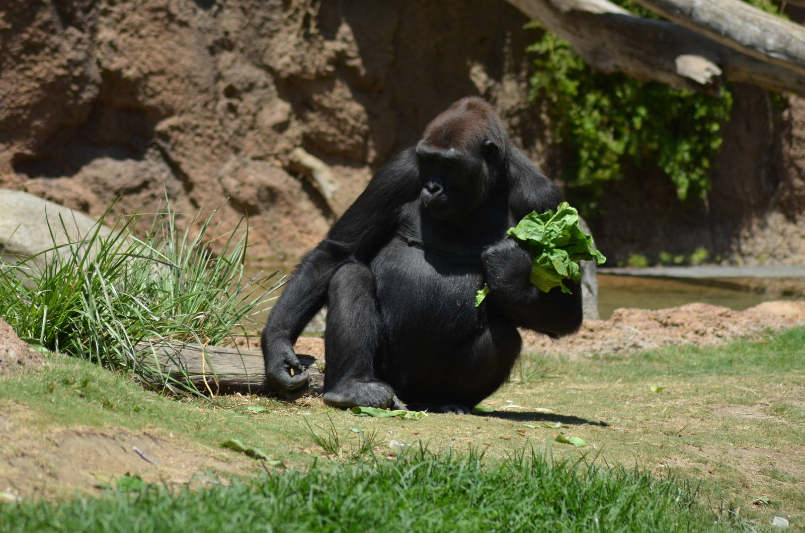 Lowland Gorilla
