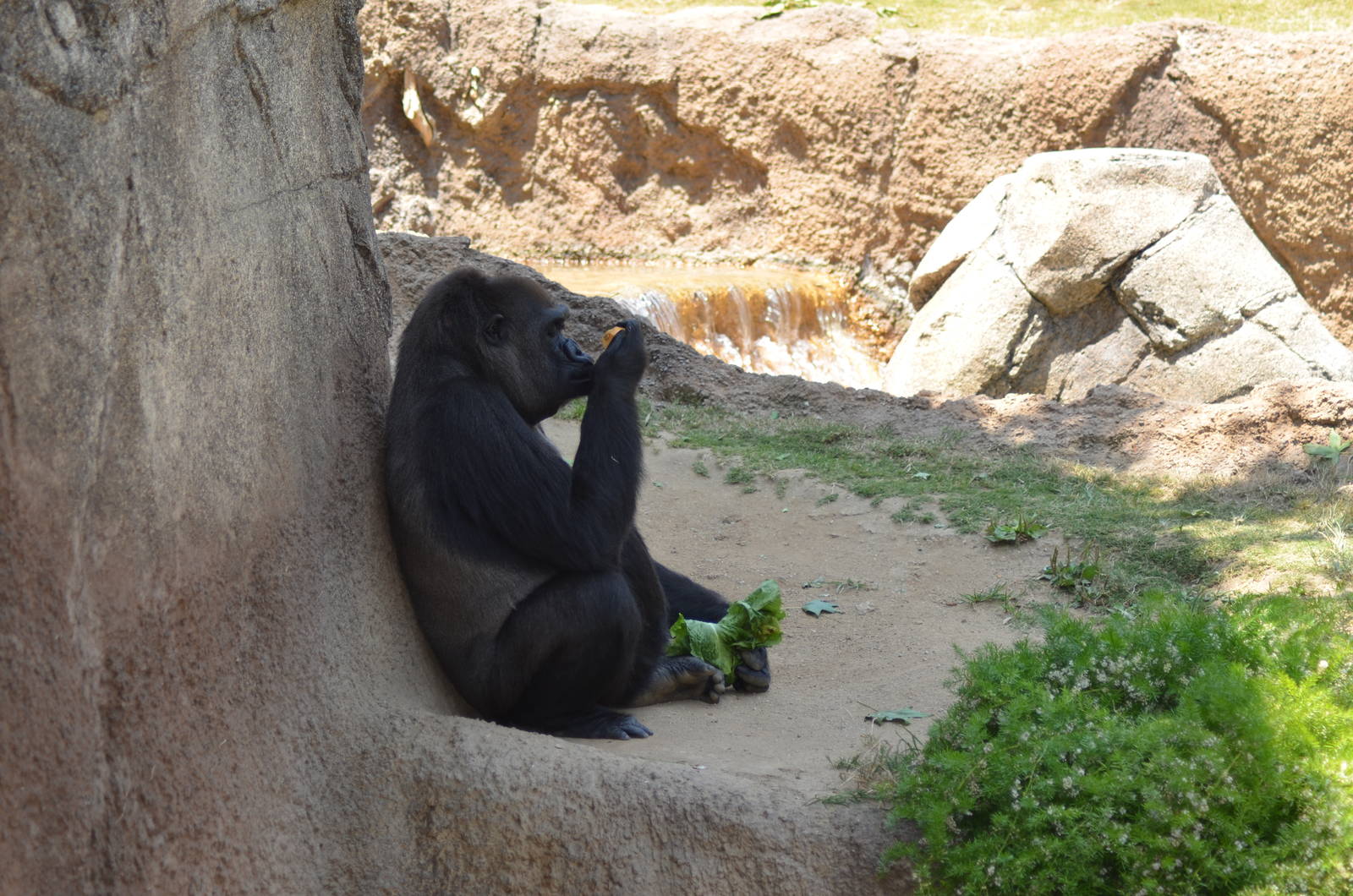 Lowland Gorilla