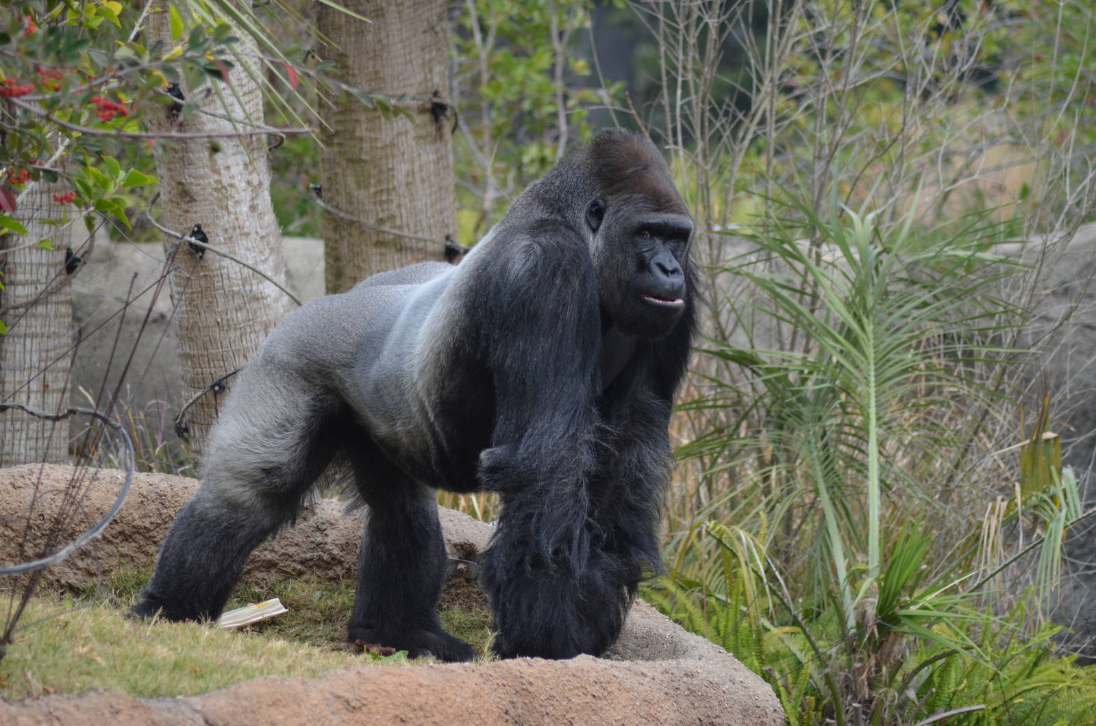 Lowland Gorilla