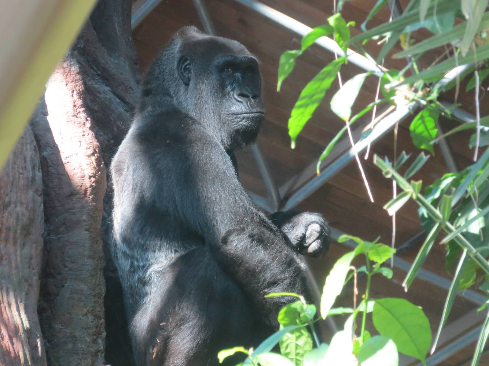 Lowland Gorilla