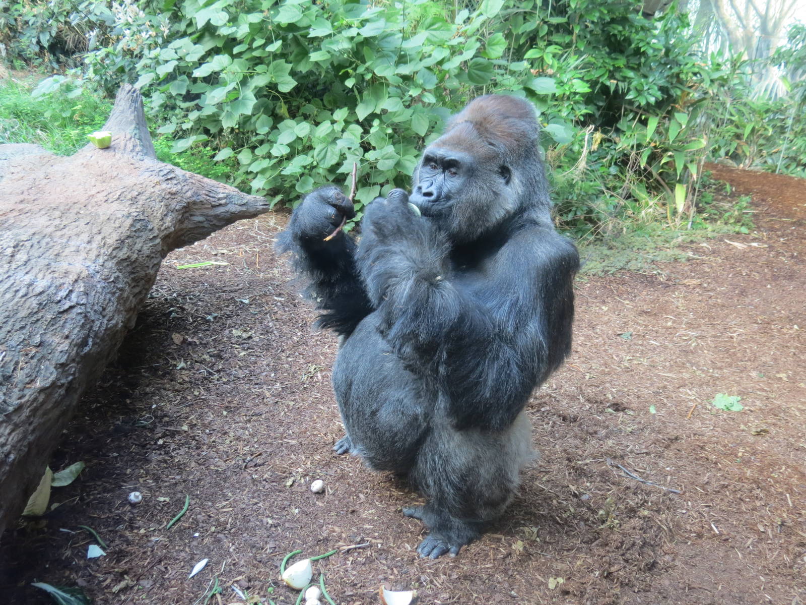 Lowland Gorilla