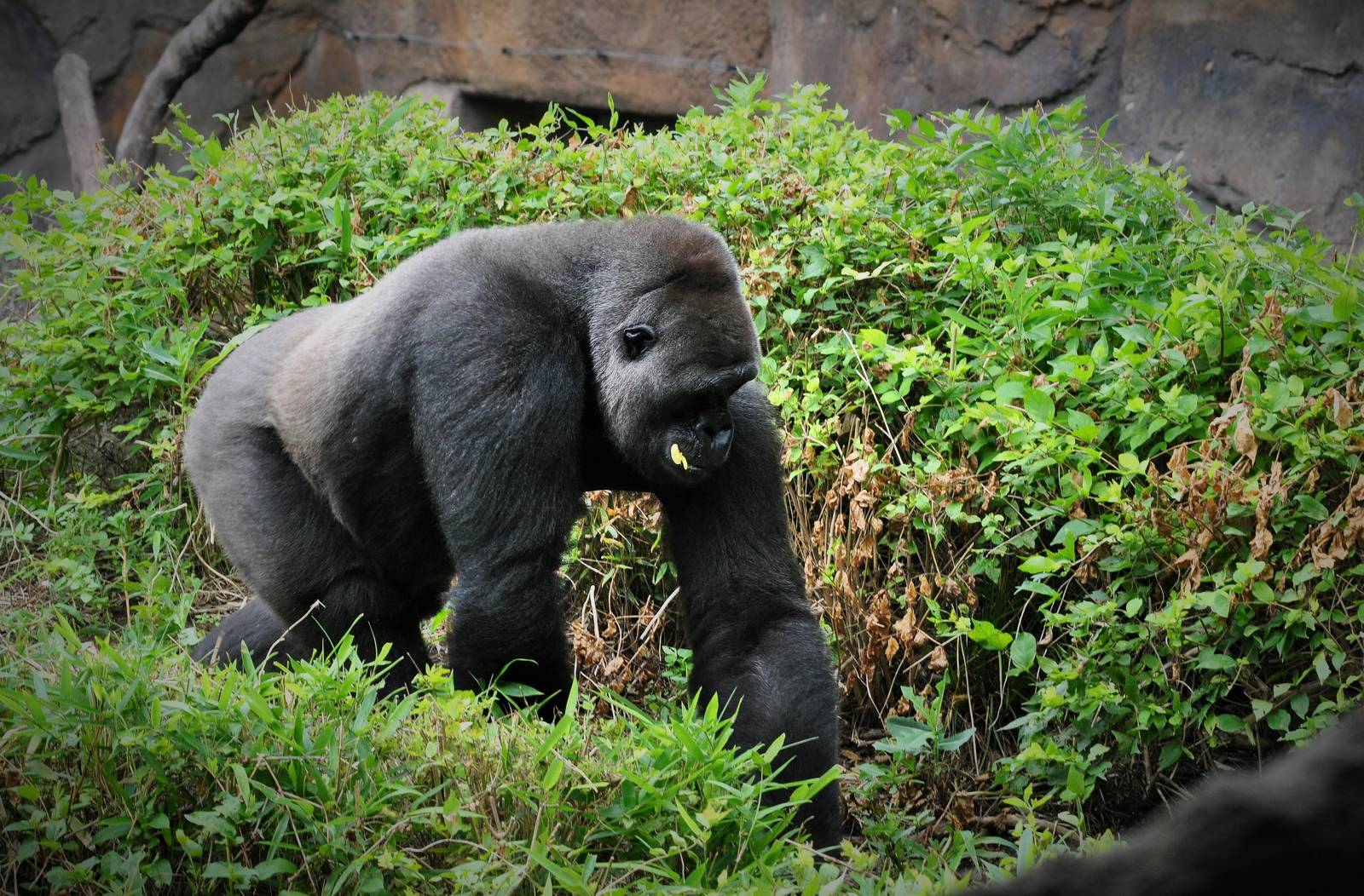 Lowland Gorilla