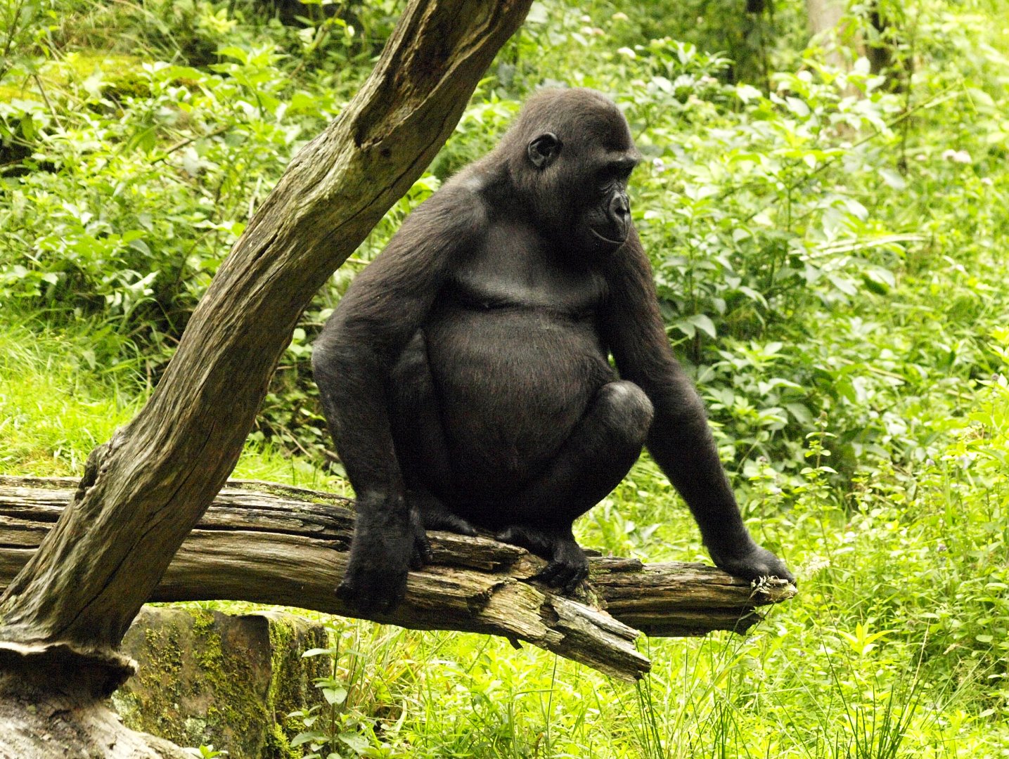 Lowland gorilla